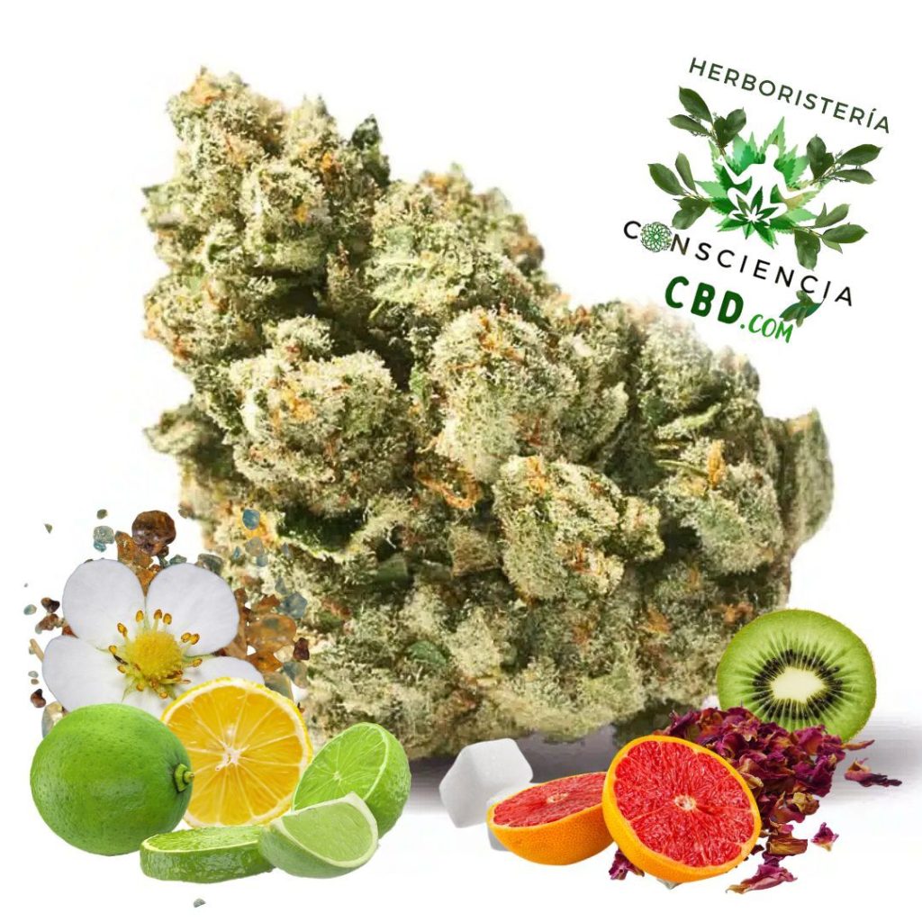 Flores de CBD Amnesia Indoor con 27% de CBD en Consciencia CBD