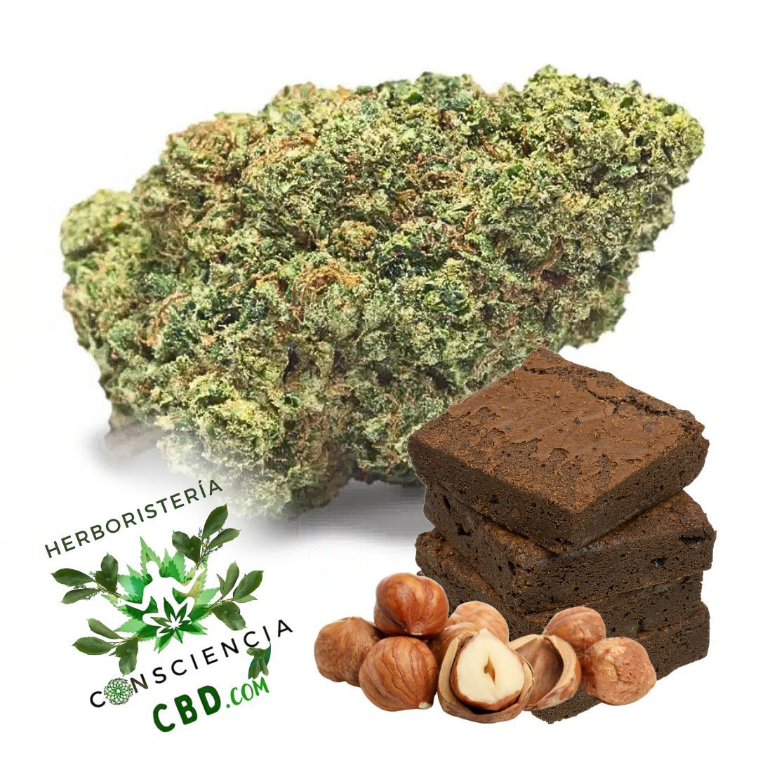 Flores de CBD Chocolope Cookies 23% CBD Calidad Glasshouse