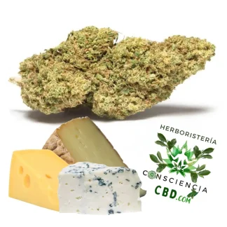 Flores de CBD Mac Cheese calidad Glasshouse en Consciencia CBD