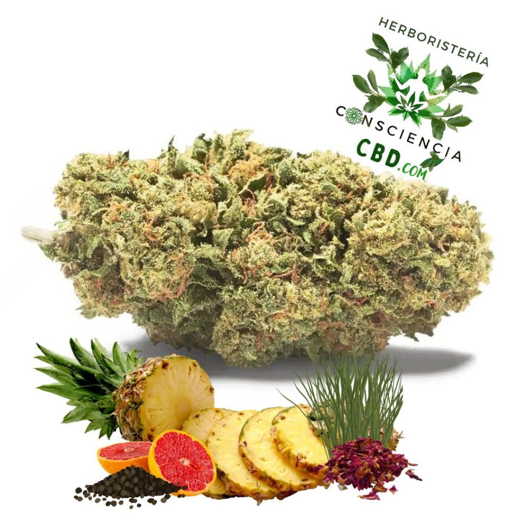 Flores de CBD Pineapple Kush con aroma a piña y pomelo en Consciencia CBD