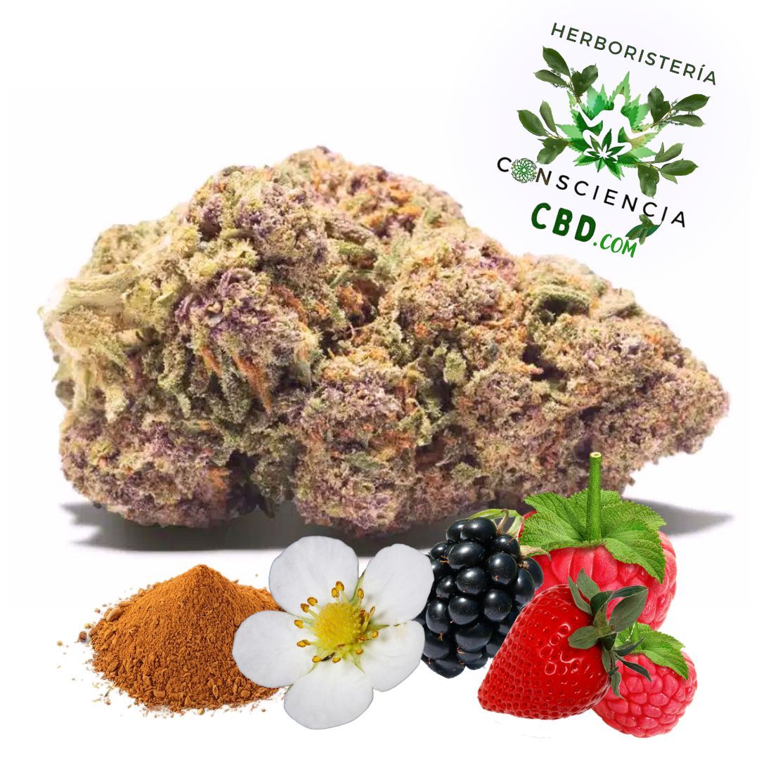 Flores de CBD Purple Haze con tonos violáceos en Consciencia CBD