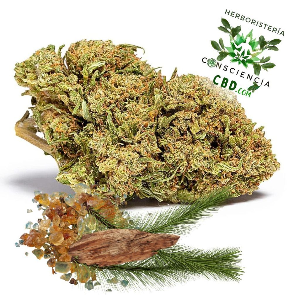 Flores de CBD Space Queen Outdoor con 10% de CBD en Consciencia CBD