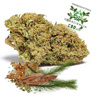 Flores de CBD Space Queen Outdoor con 10% de CBD en Consciencia CBD