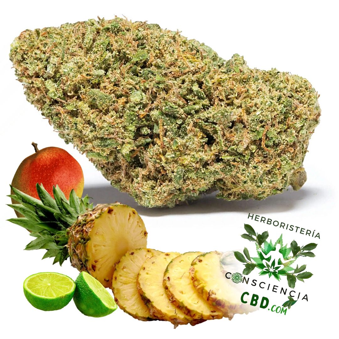Flores de CBD Tropical Skunk calidad Glasshouse en Consciencia CBD