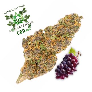 Flores de CBD Grape con 10% de CBD en Consciencia CBD, cogollos de cultivo Indoor con aroma a uvas y frutos rojos